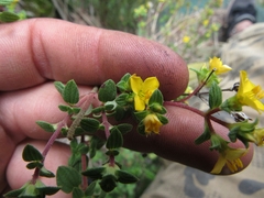Chaetolepis microphylla