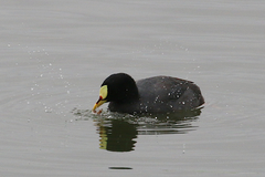 Fulica armillata