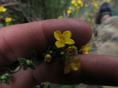 Chaetolepis microphylla