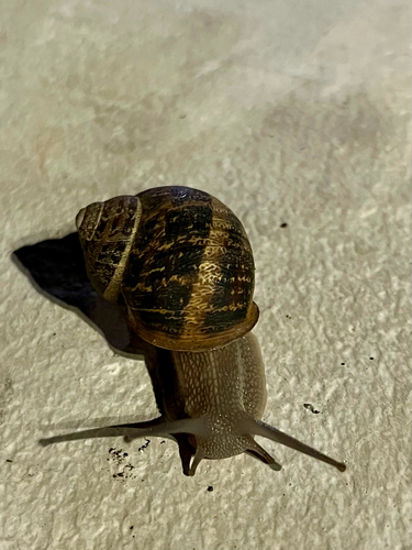 Cornu aspersum