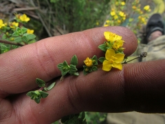 Chaetolepis microphylla