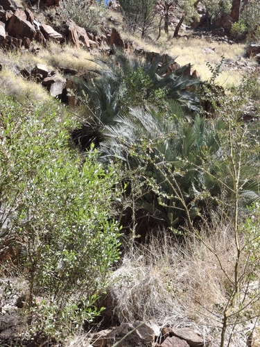 MacDonnell Ranges Cycad (Macrozamia macdonnellii)