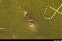 Lithobates sphenocephalus utricularius