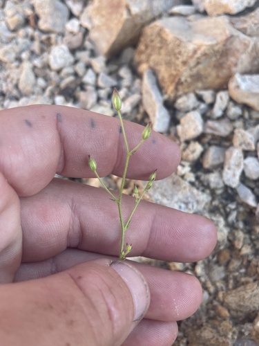 Ripley's gilia (Aliciella ripleyi)
