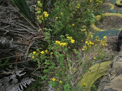 Chaetolepis microphylla