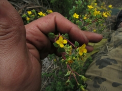 Chaetolepis microphylla