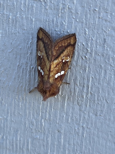 Bracken Borer Moth