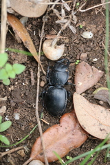 Pasimachus californicus