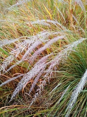 Muhlenbergia lindheimeri