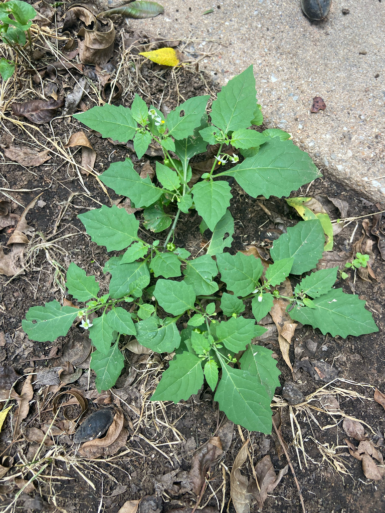 eastern black nightshade from W Mansur Ave, Guthrie, OK, US on ...