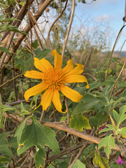 Tithonia diversifolia image