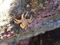 Neohymenicus pubescens