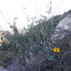 Electranthera parvifolia