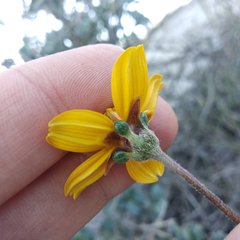 Electranthera parvifolia
