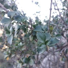 Electranthera parvifolia