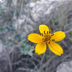 Electranthera parvifolia