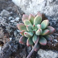 Echeveria amoena
