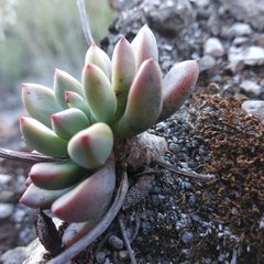 Echeveria amoena