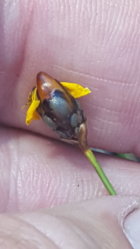 slender yellow-eye