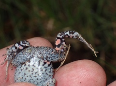 Smooth Frog photo 2
