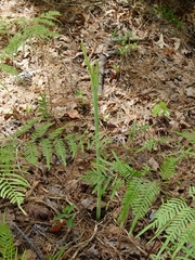 Hymenocallis occidentalis eulae