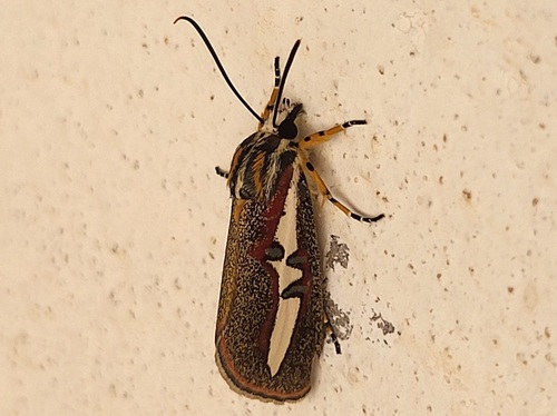 Aegocera rectilinea