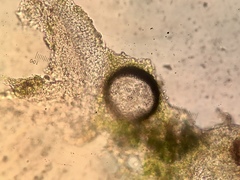 Thrombium epigaeum