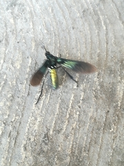 Macrocneme chrysitis