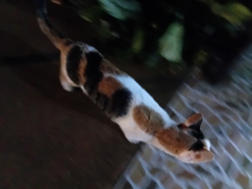 Domestic Cat