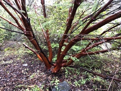 Arctostaphylos nortensis