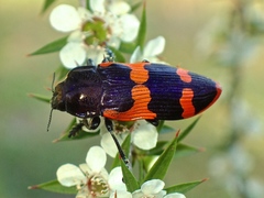 Castiarina bremei