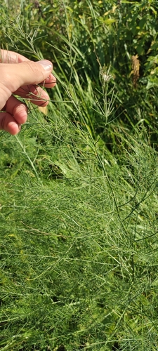 Наблюдение на iNaturalist