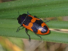 Castiarina bremei