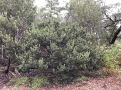 Arctostaphylos nortensis