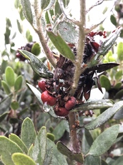 Arctostaphylos nortensis
