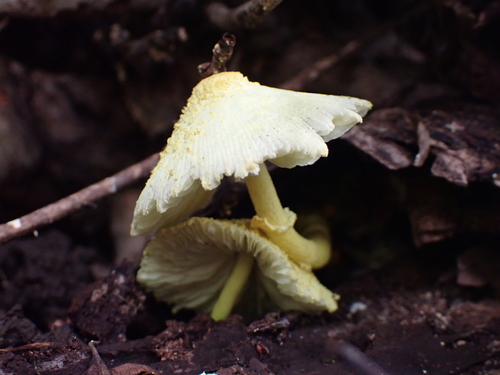 Leucocoprinus birnbaumii