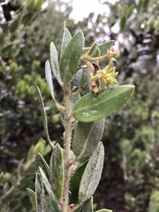 Arctostaphylos nortensis