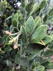 Arctostaphylos nortensis