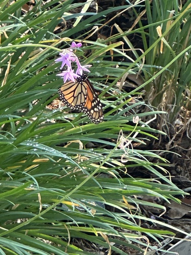 Monarch Butterfly