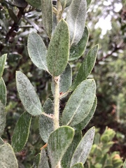 Arctostaphylos nortensis