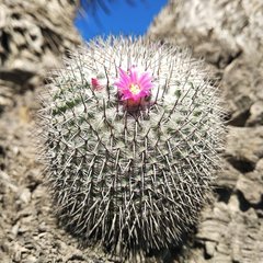 Mammillaria haageana haageana