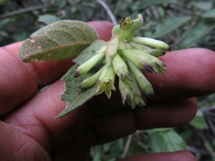 Cestrum tomentosum