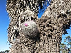 Mammillaria haageana haageana
