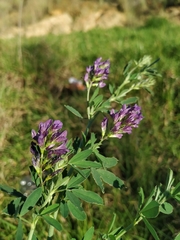 Medicago sativa sativa