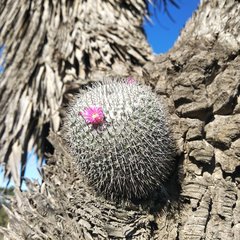 Mammillaria haageana haageana