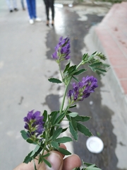 Medicago sativa sativa