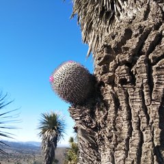 Mammillaria haageana haageana