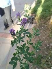 Medicago sativa sativa