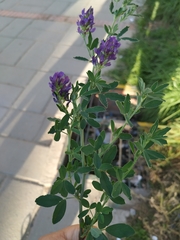 Medicago sativa sativa