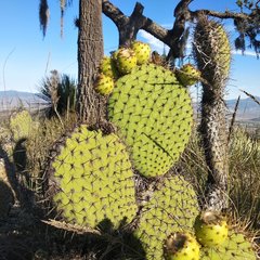 Opuntia huajuapensis